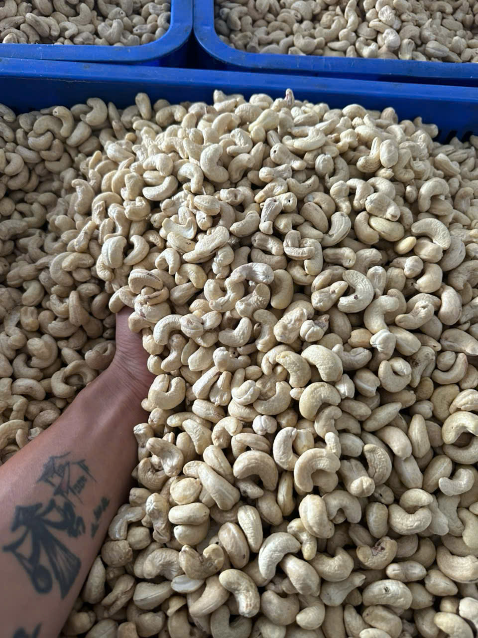 Raw Cashew nut Kernel Whole nut MEDIUM SIZE ( WW320)- 22.68 kg/ box